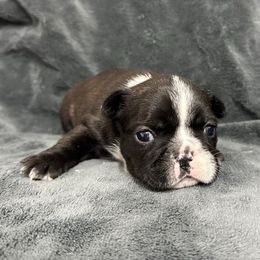 Holly - Brindle female French Bulldog puppy in Pembroke, Kentucky from Presidential Frechies