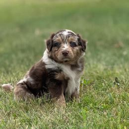 Cheyenne - Red merle female Miniature Australian Shepherd puppy in New London, Minnesota from Broken T Australian Shepherds