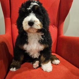Yellow - Tri-color female Bernedoodle puppy in Shelby, North Carolina from Forever Grateful Doodles