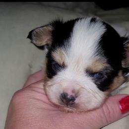 Boy 1 - White black and tan male Papillon puppy in Florida from Tammy's Papillon Playpen