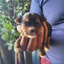 Milla J. - Black and tan female Yorkshire Terrier puppy in Beavercreek, Ohio from The Yorkie Den, LLC