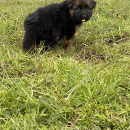 German Shepherd Puppies from S&S German Shepherds