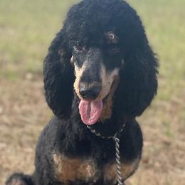 Aussiedoodles, Miniature Australian Shepherds, and Poodles from T6 Mini Aussies