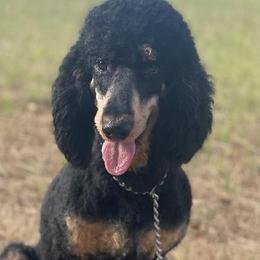 Aussiedoodles, Miniature Australian Shepherds, and Poodles from T6 Mini Aussies