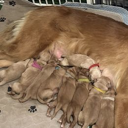 Brown collar - Dark golden female Golden Retriever puppy in Indianapolis, Indiana from ZuGolden Retrievers & Doodles