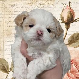 Marshmallow - Gold and white female Shihpoo puppy in Coshocton, Ohio from Forever Family Puppies