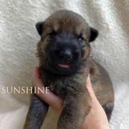 Sunshine - Sable female German Shepherd puppy in Southern Maryland, Maryland from Reddington Shepherds