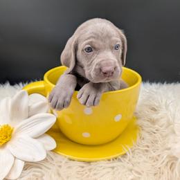 Joan Jett - Silver gray female Weimaraner puppy in Evart, Michigan from Drehbar Weimaraners
