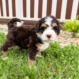 Miley - Brown female Bernedoodle puppy in Wamego, Kansas from Doodles of Oz