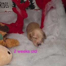 Honeysuckle - Cream female Dachshund puppy in Bristol, Tennessee from It's Mini Wieners Baby