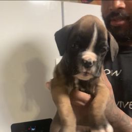Boy 2 - Fawn Boxer puppy in Kansas, Missouri from Gardner’s Euro Boxers (Von Der Sieger)