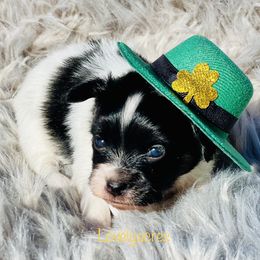 Papillon Puppies from Lovely Acres