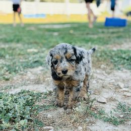 Bernedoodle Puppies from Salty Point Doodles