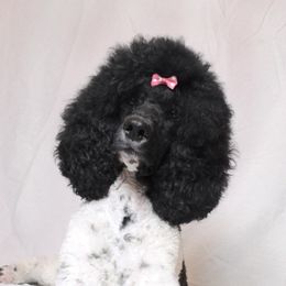 Poodles from Excelsior Standards Poodles