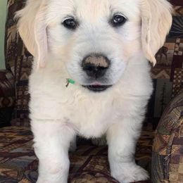 Golden Retriever Puppies from Montana Mist Golden Retrievers English Cream