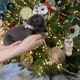 Pink ribbon - Blue female Italian Greyhound puppy in Duvall, Washington from Hunter_Moon Hounds