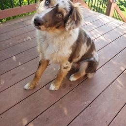 Australian Shepherd and Pembroke Welsh Corgi All Grown Up from Morehead Family Dogs
