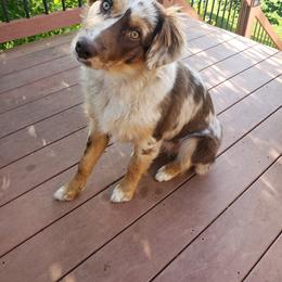 Australian Shepherd and Pembroke Welsh Corgi All Grown Up from Morehead Family Dogs