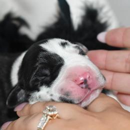 Great Dane Puppies from Gigantes de Cervantes