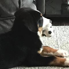 Greater Swiss Mountain Dog Puppies from S’rendi Greater Swiss Mountain Dogs