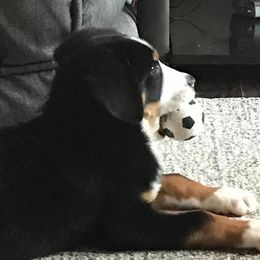 Greater Swiss Mountain Dog Puppies from S’rendi Greater Swiss Mountain Dogs