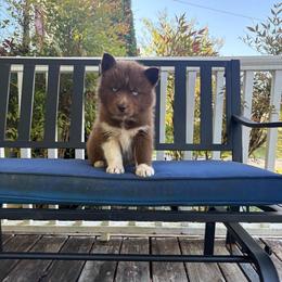 Pink - Red and white female Siberian Husky puppy in Jonesborough, Tennessee from Dry Creek Siberians
