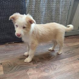 Yoshi - Gold male Border Collie puppy in Gary, Indiana from Lake Ridge Border Collies
