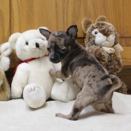 Sophia - Blue merle female Chihuahua puppy in Willamina, Oregon from Cherished Chihuahuas