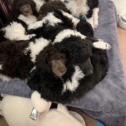 Poodle Puppies from Apricity Poodles