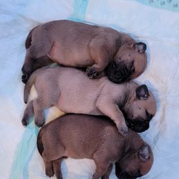 Bullmastiff Puppies from Sunny Beach Bullmastiffs