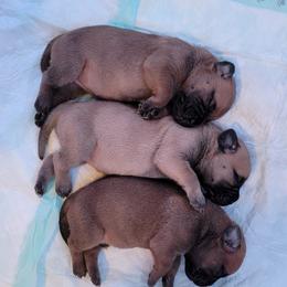 Bullmastiff Puppies from Sunny Beach Bullmastiffs