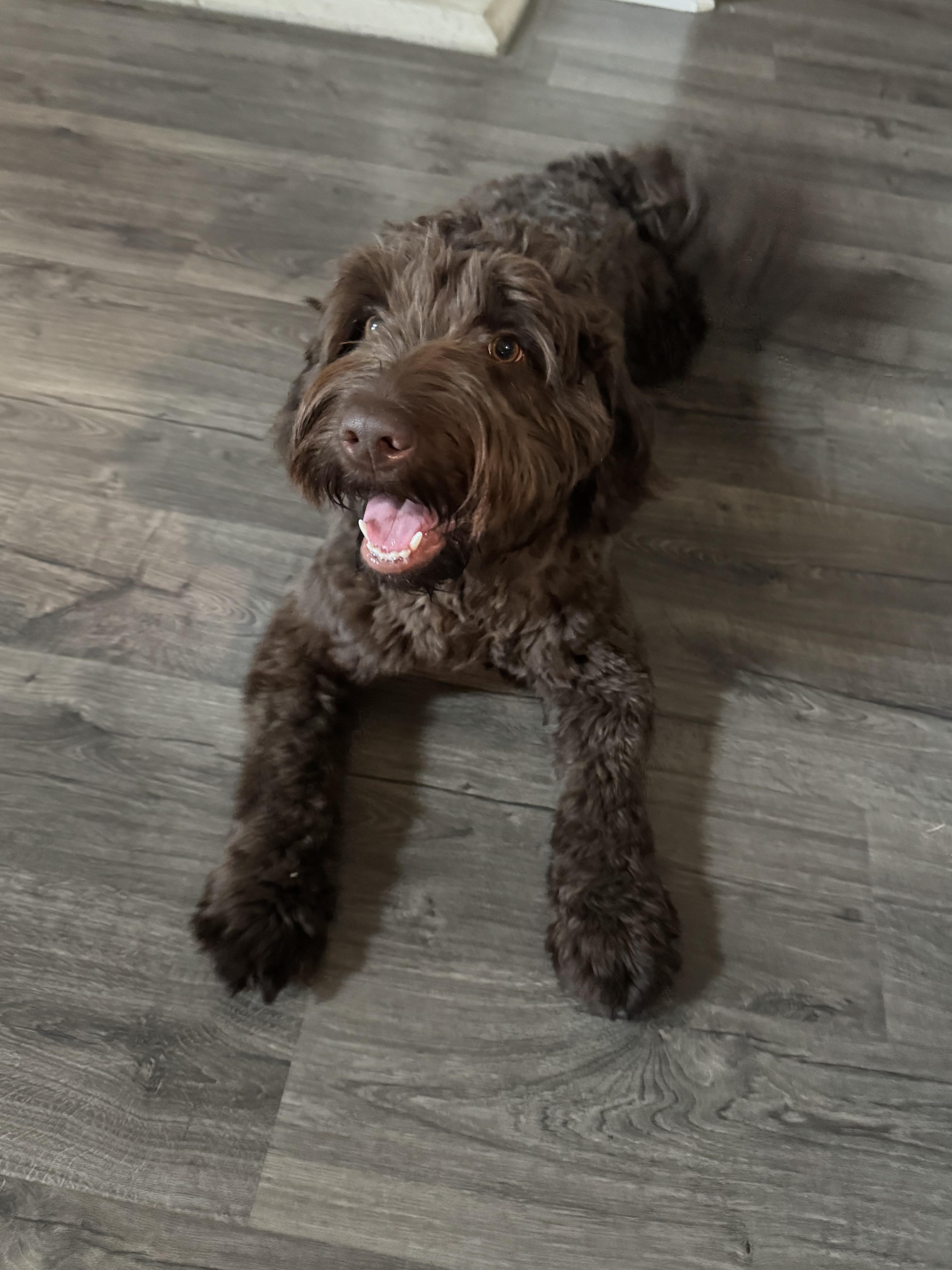 Chewbecca