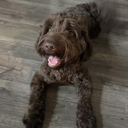 Chewy - Labradoodle