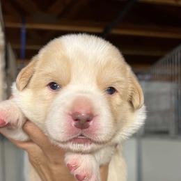 Albert - Red and white male Cardigan Welsh Corgi puppy in Pilot, Virginia from Castle KC  (Katie's Corgis)  - VKM Farmstead