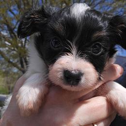 Girl 2 - White black and tan female Papillon puppy in Forest City, North Carolina from Eastern Papillions