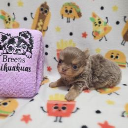 Lilac tri - Chocolate blue male Chihuahua puppy in Richmond, Virginia from Breens
