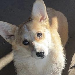 Bronco - Pembroke Welsh Corgi