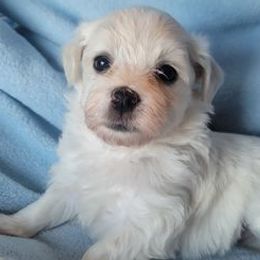 Havanese from Tiffany Taylor's Havanese