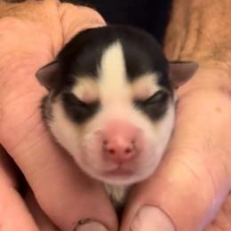 Indie - Black and white female Pomsky puppy in Spring Hill, Florida from PDQ Pomskies