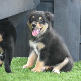 Tru - Black tri-color female Australian Shepherd puppy in Oak Hill, Florida from Swingin T Ranch LLC