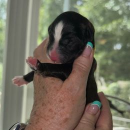 Taylor (Momsen) - Black and white female Sheepadoodle puppy in Rocky Point, North Carolina from CelticDoods