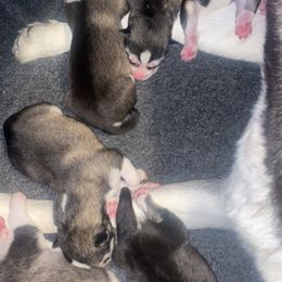 "3 days old" Siberian Husky Puppies from Christina Karcher's Siberian Huskies