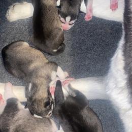 "3 days old" Siberian Husky Puppies from Christina Karcher's Siberian Huskies