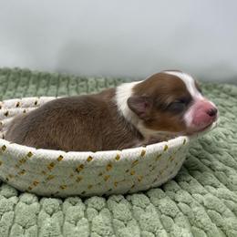 Butterscotch (fluffy) - Sable male Pembroke Welsh Corgi puppy in Waco, Texas from The Comma Corgis