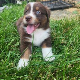 Boy 1 - Red tri-color male Australian Shepherd puppy in Jersey Shore, Pennsylvania from Lone Tree Aussies