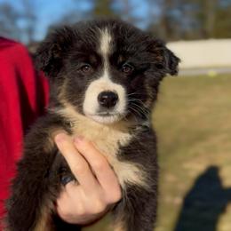 Luna - Girl 3 - Black tri female Miniature Australian Shepherd puppy in Murfreesboro, Tennessee from Norby's Mini Aussies