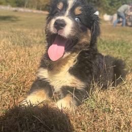 Adorable Boy 2-Black Tri - Black tri-color male Australian Shepherd puppy in Mayfield, Kentucky from Hamilton Farms