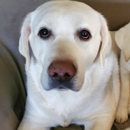 Labrador Retrievers from Sugarloaf Labradors