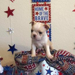 Boston Terrier Puppies from Freedom Bostons