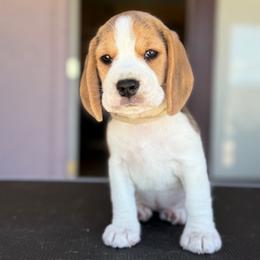 ECLAIR - White Girl - Black tan and white female Beagle puppy in Las Vegas, Nevada from Vegas Valle Beagles